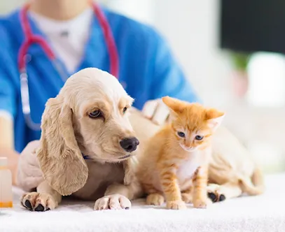 Foto de Mundo Animal Clínica Veterinária, uma clínica veterinária em Miracema do Tocantins