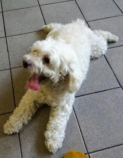 Foto de Nortvet Clínica Veterinária, uma clínica veterinária em Metropolitana de Recife