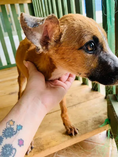 Foto de ONG Associação Patinhas Unidas Parintins, uma clínica veterinária em Parintins