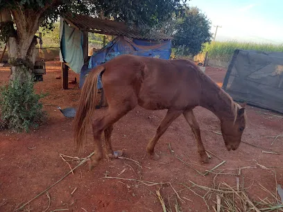 Imagem do melhor veterinário em Capão Bonito