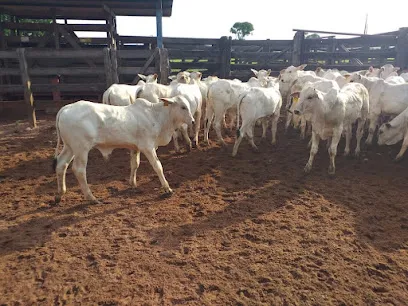 Foto de Pec Sêmens ALTA/ GlobalGen, uma clínica veterinária em Oeste Maranhense