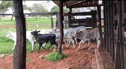 Imagem do melhor veterinário em Alto Araguaia