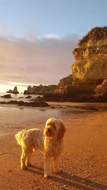 Imagem do melhor veterinário em Lagos