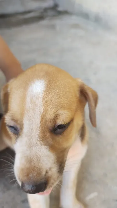 Foto de Petzero92, uma clínica veterinária em Centro Amazonense