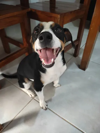 Foto de Plantão Pet Clinica Veterinaria, uma clínica veterinária em Norte Central Paranaense