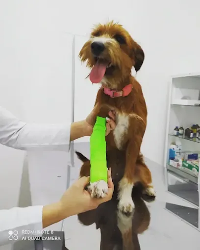 PrimeVet Consultório Veterinário en São Paulo