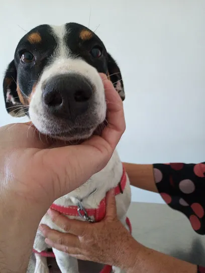 ProAtiva Clínica Veterinária en Metropolitana de Belo Horizonte