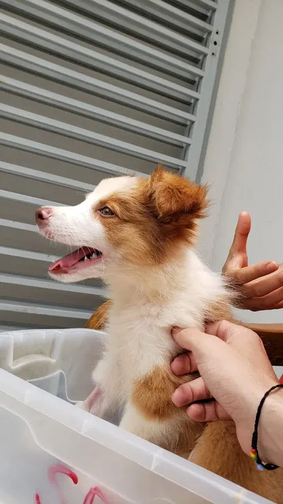 Foto de Prolife Hospital Veterinário, uma clínica veterinária em Oeste de Minas