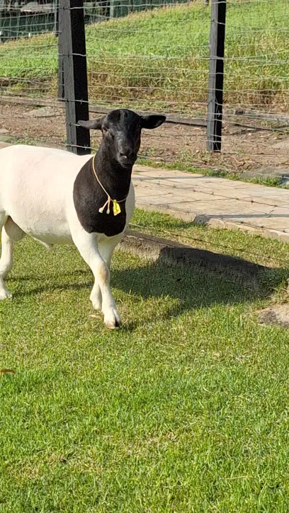 Imagem em destaque de Pronto Socorro dos Animais | Clínica Veterinária 24h, uma clínica veterinária em Alagoas