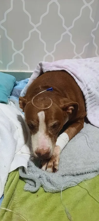 Foto de Quatro Patas hospital Veterinário, uma clínica veterinária em Maranhão