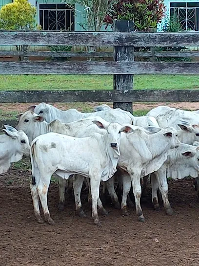 Imagem do melhor veterinário em Nova Brasilândia D'Oeste