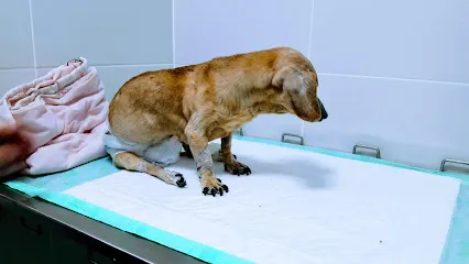 Foto de SOS Animal, uma clínica veterinária em Rio de Janeiro