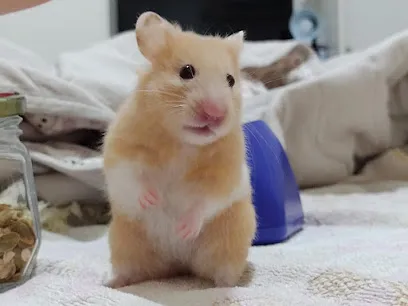 Foto de SOS Veterinário, uma clínica veterinária em Ceará