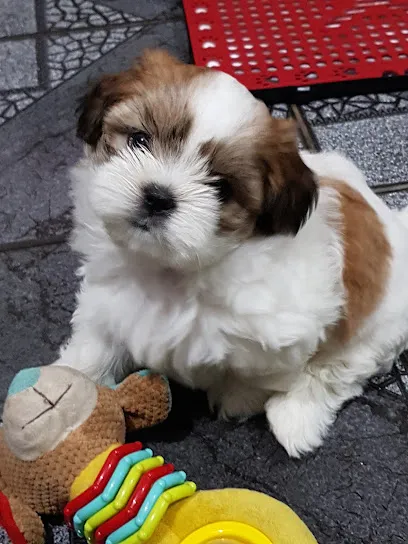 Imagem do melhor veterinário em Piracicaba