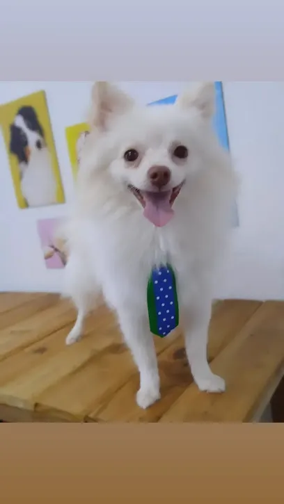 Foto de Studio Vet Serviços Veterinários, uma clínica veterinária em Extremo Oeste Baiano