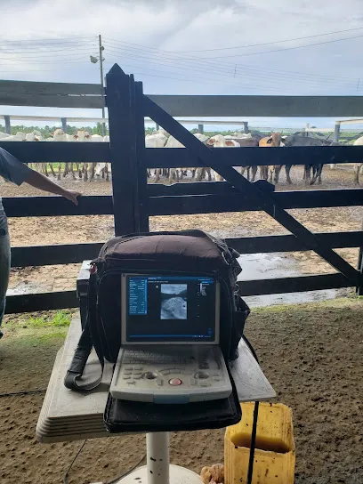 Tecnovet- Reprodução Animal en Leste Maranhense