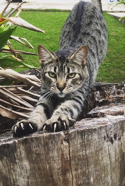 Imagem em destaque de Trancoso Vet, uma clínica veterinária em Porto Seguro