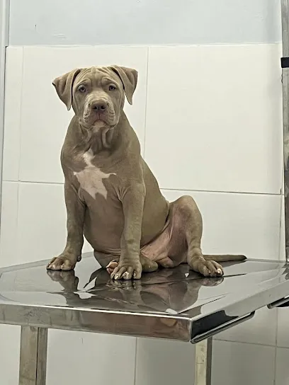 Imagem do melhor veterinário em Alto Capibaribe