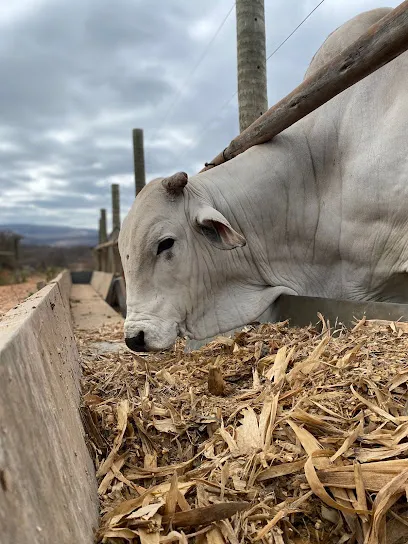 Imagem do melhor veterinário em Salinas