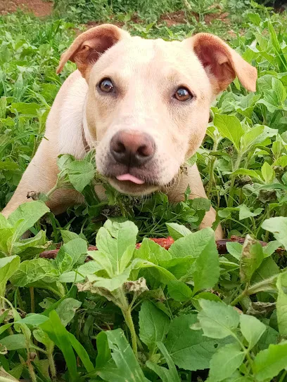 Foto de Veterinária Arca de Noé, uma clínica veterinária em Jequitinhonha