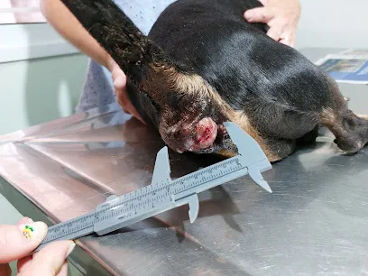 Foto de VETERINÁRIA GAÚCHA, uma clínica veterinária em Centro Oriental Rio-grandense