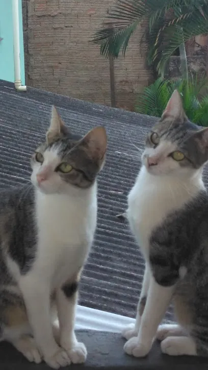 Foto de Veterinaria Itaperuna, uma clínica veterinária em Noroeste Fluminense