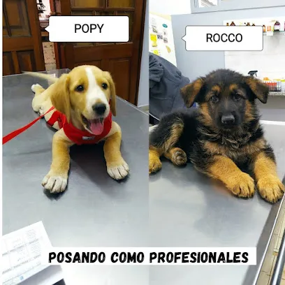 Imagem do melhor veterinário em Amajari