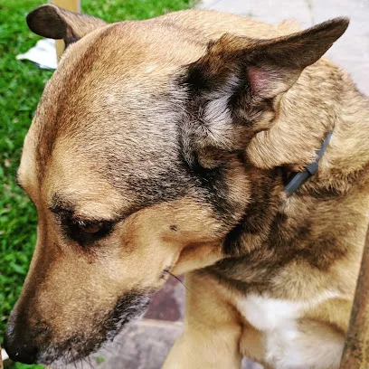 Foto de Veterinária Vieira, uma clínica veterinária em Bico do Papagaio