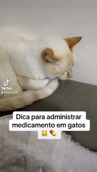 Imagem do melhor veterinário em Curuçá