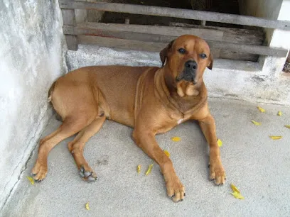 Foto de Veterinário em Domicílio - Andreey Teles, uma clínica veterinária em Mata Paraibana