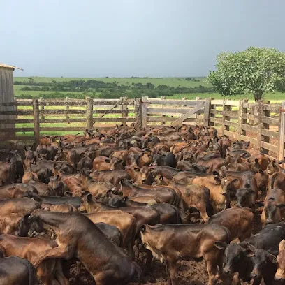 VETFOR-ASSISTÊNCIA VETERINARIA en Norte Mato-grossense