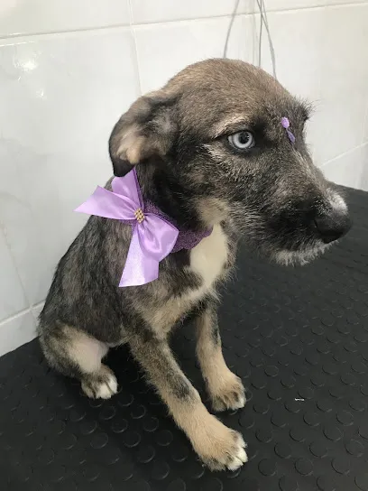 ZooPet Clínica Veterinária Janaína Assunção en Metropolitana de São Paulo