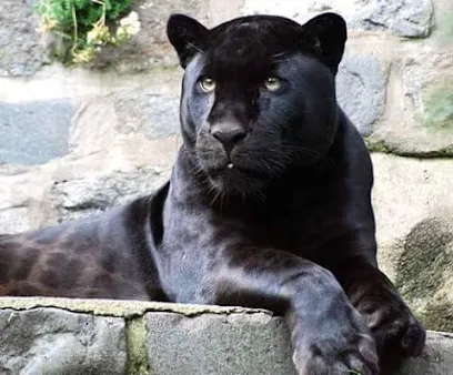 Foto de ZooVet - Assessoria em Fazendas, uma clínica veterinária em Guamá